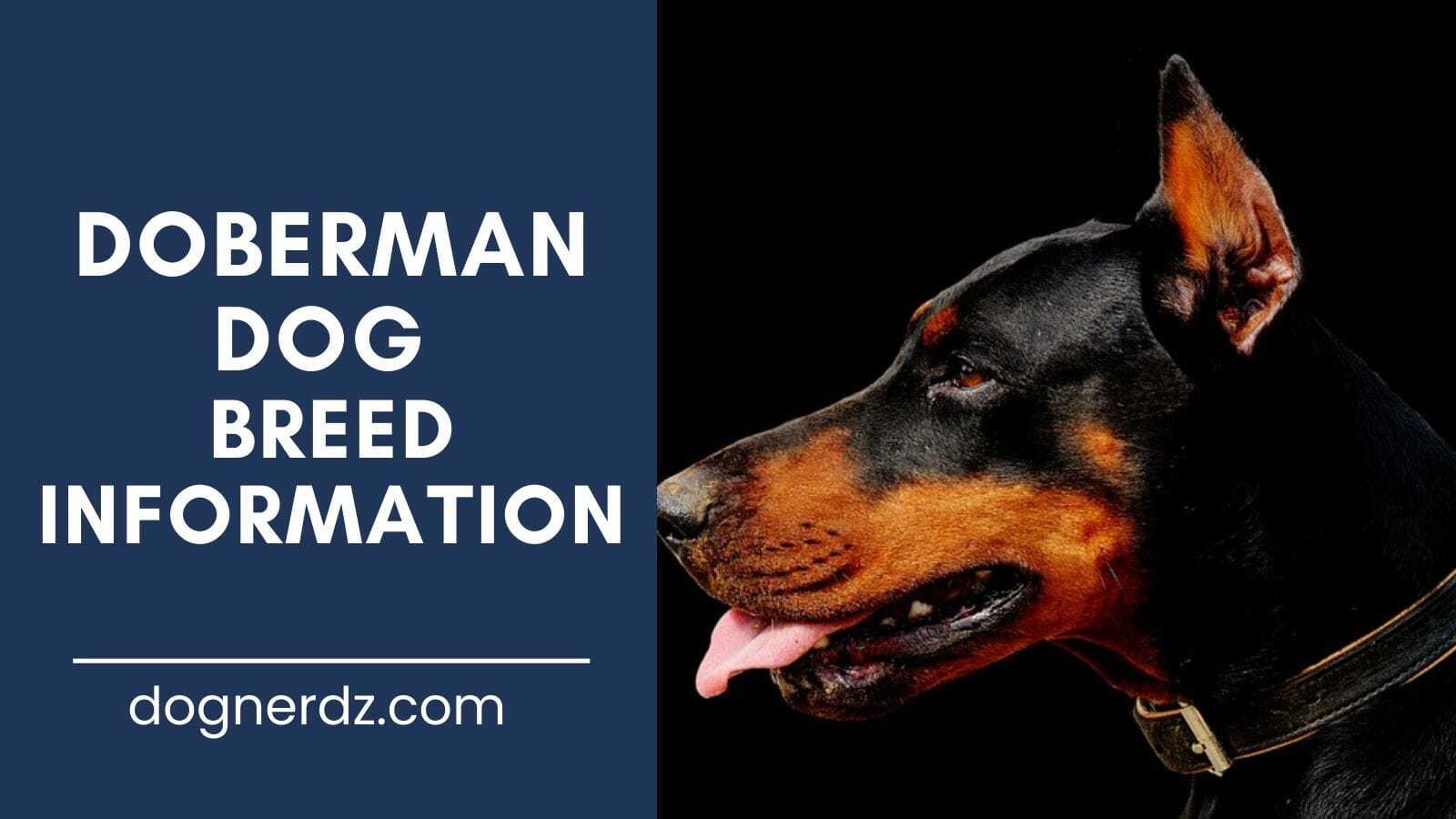 doberman dog breed information