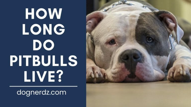 Dog Owner’s Guide: How Long Do Pitbulls Live?