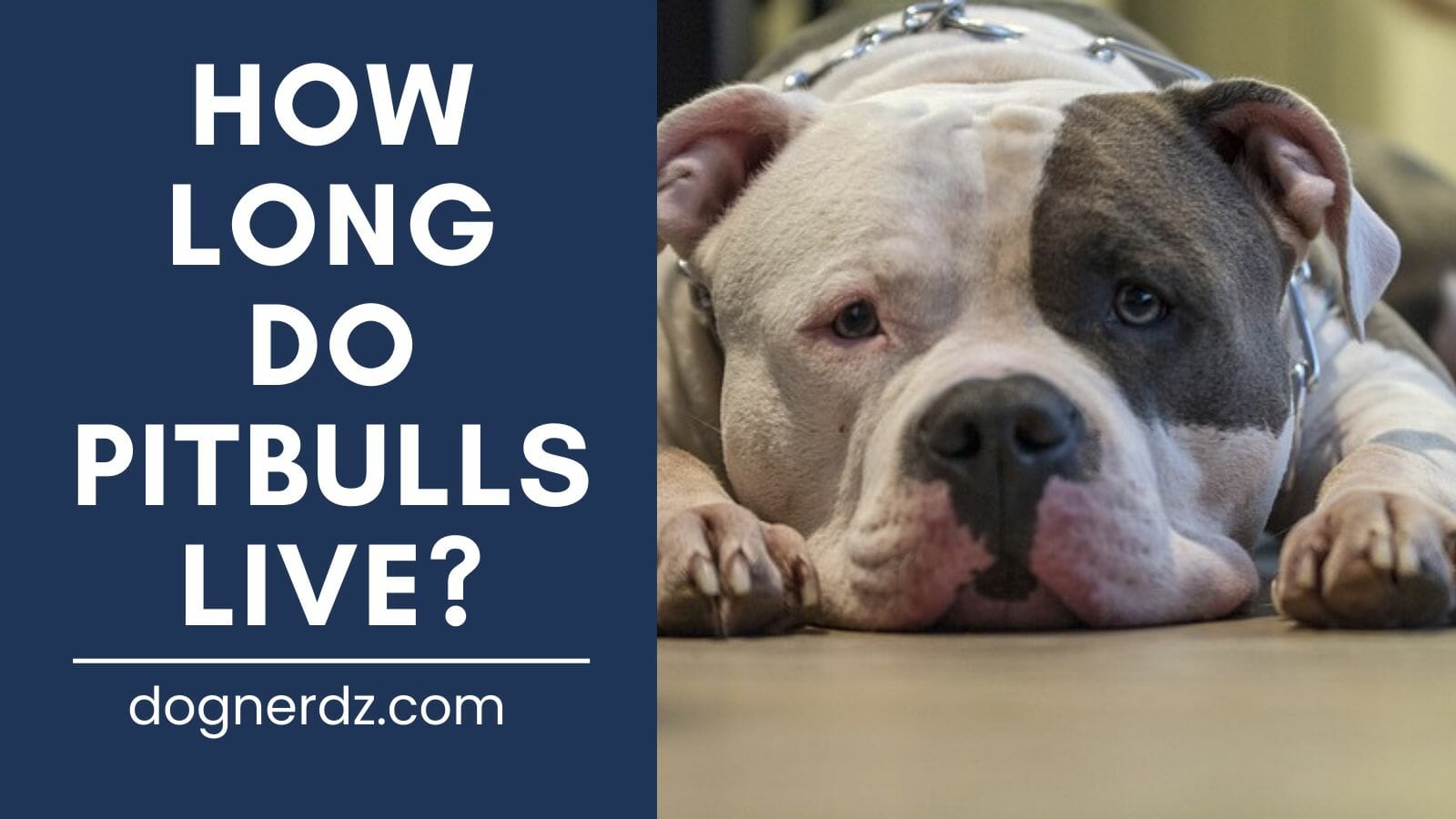 dog owner’s guide how long do pitbulls live