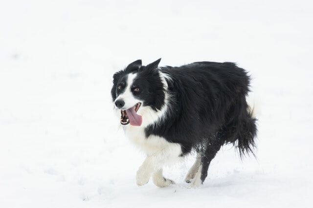 big and full-grown border collie