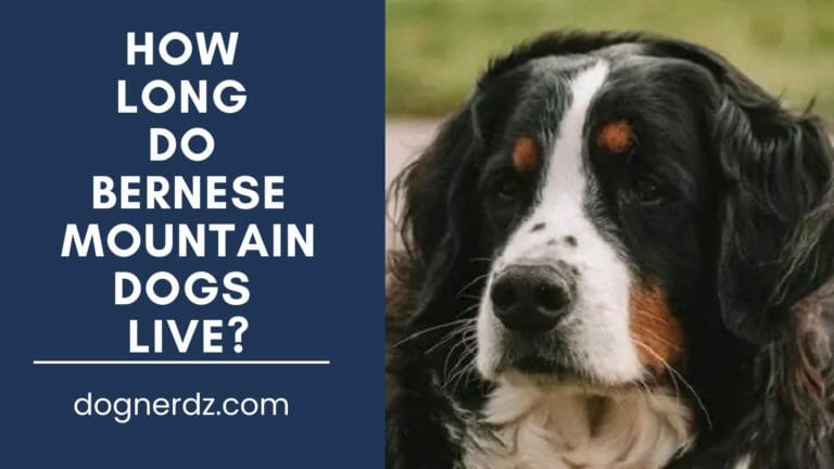 How Long Do Bernese Mountain Dogs Live?
