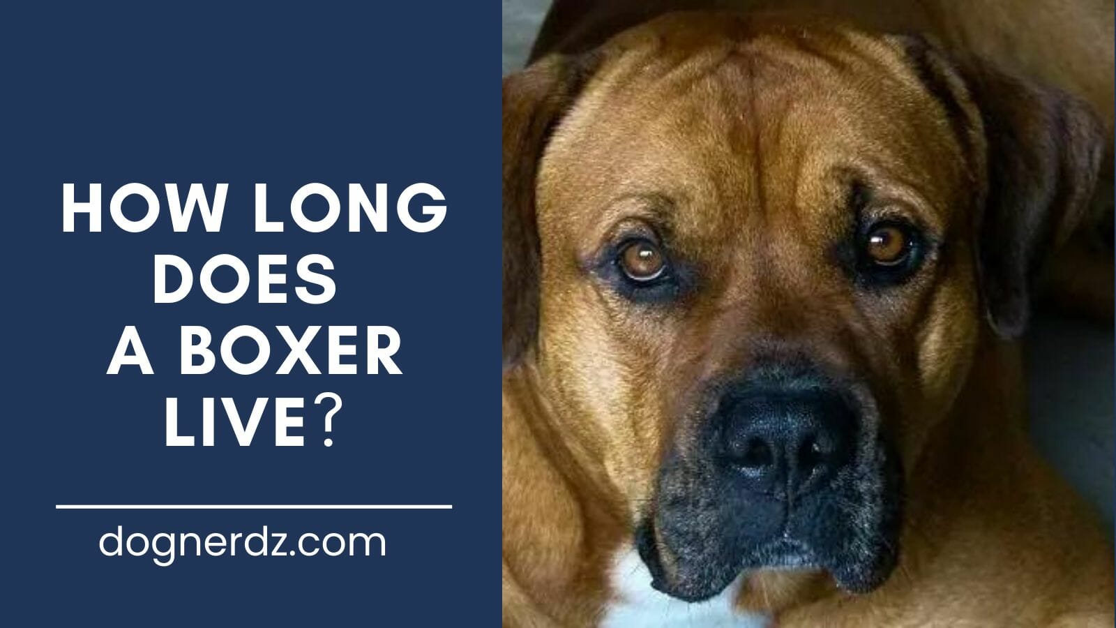 guide on how long does a boxer live