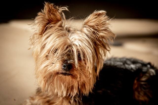 What was the Yorkie Bred For