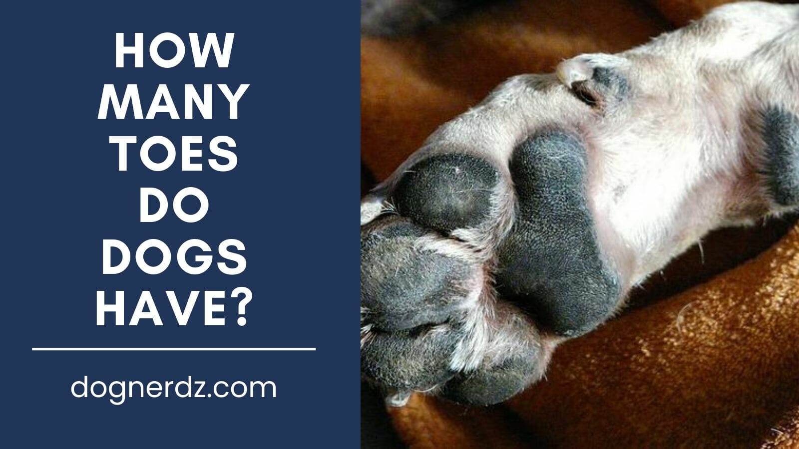 how many toes do dogs have