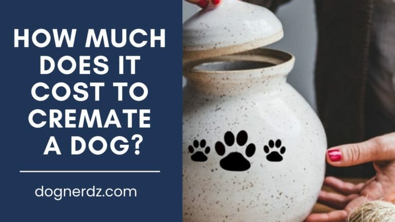 How Much Does It Cost to Cremate a Dog?
