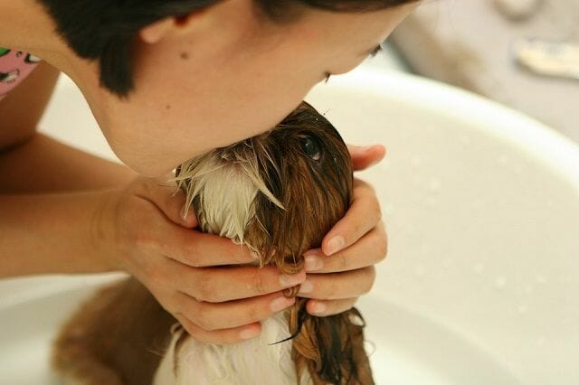 bathing your puppy – how much is too much?