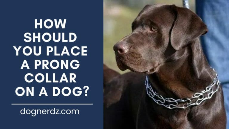 How Should You Place a Prong Collar on a Dog?