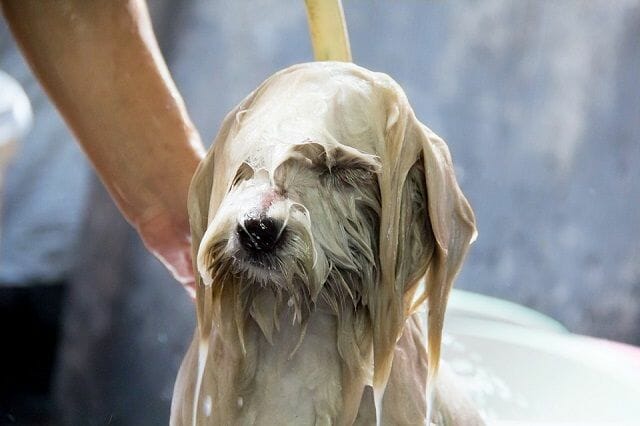 this is how to bathe your puppy