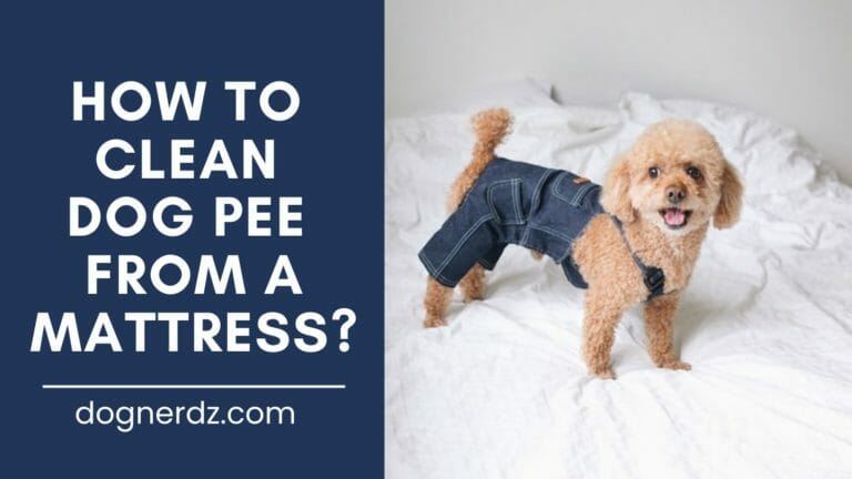 How to Clean Dog Pee from a Mattress?