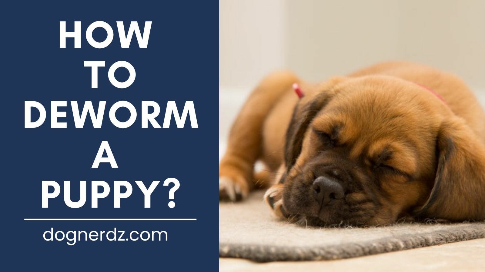 How to Deworm a Puppy