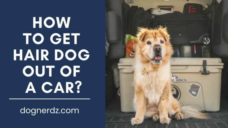 How to Get Dog Hair Out of a Car?
