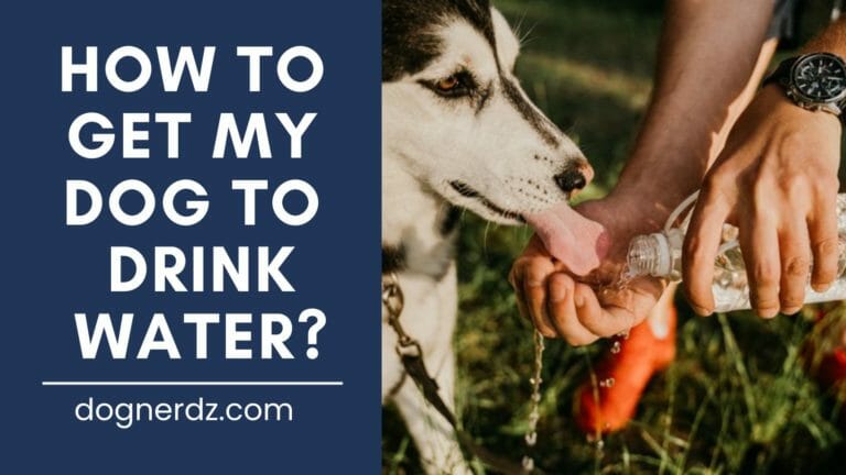 How to Get My Dog to Drink Water?
