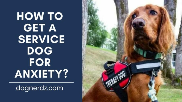 how to get a service dog for anxiety? (or depression) in 7 steps