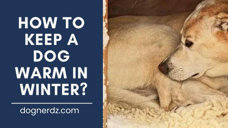 How to Keep a Dog Warm in Winter?