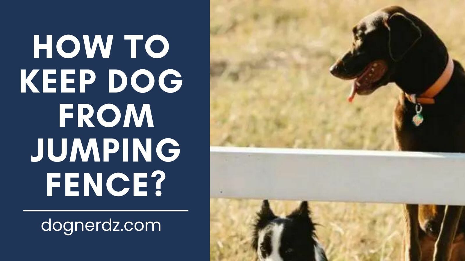 how to keep dog from jumping fence?