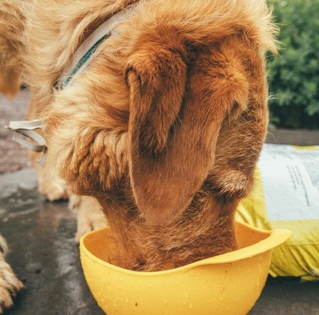 dog drinking water often will help lower temperature