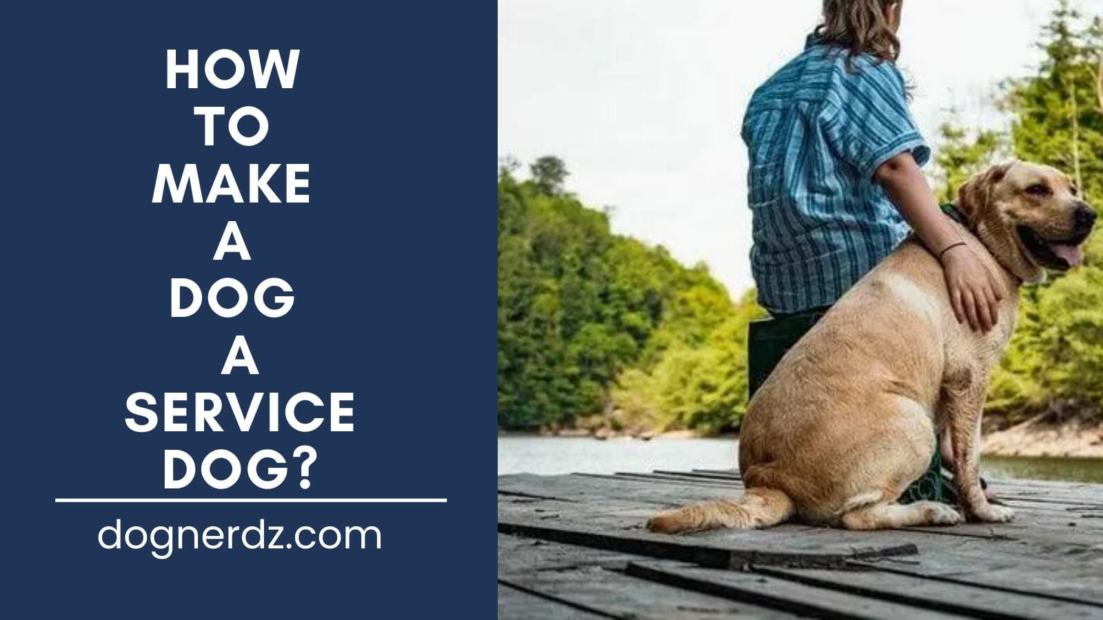 how to make a dog a service dog
