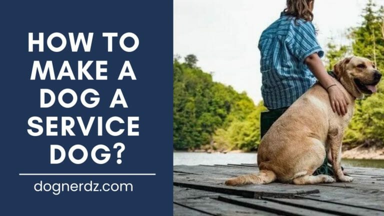 How to Make a Dog a Service Dog?