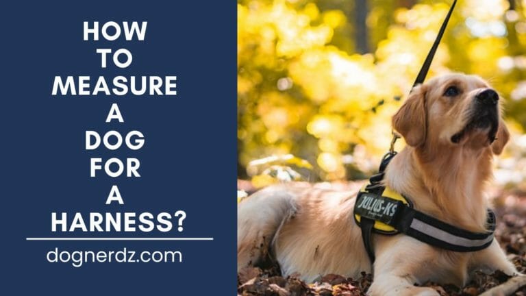 How to Measure a Dog for a Harness?