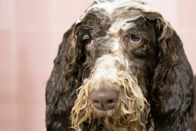 dog using after properly bathing benzoyl peroxide shampoo
