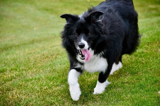 border collie running and exercising
