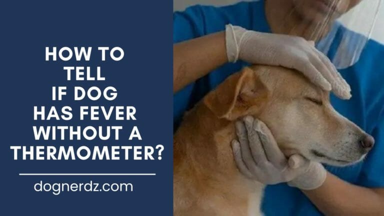 How to Tell if Dog Has Fever Without a Thermometer?