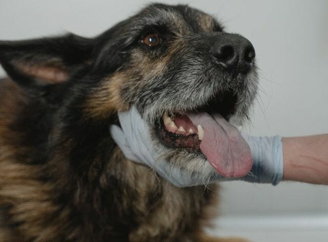 dog undergoing check up procedure to tell if has fever without a thermometer