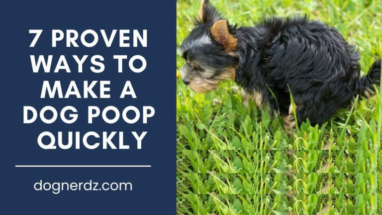 7 Proven Ways to Make a Dog Poop Quickly