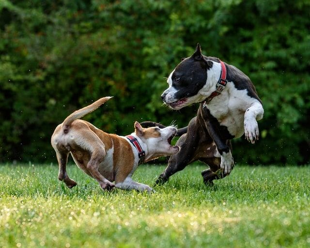 pitbull happily playing with other dog as a regular exercise