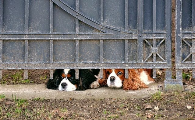dogs trying to escape due to separation anxiety