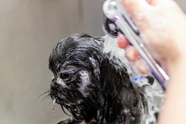 puppy shampoo and rinsing afterwards