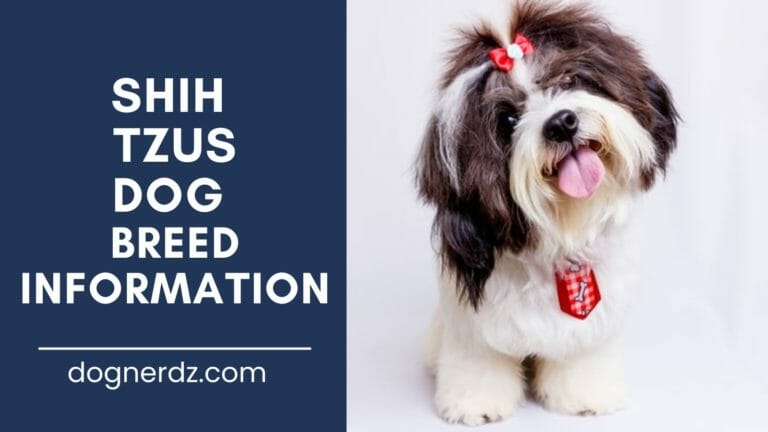 Shih Tzus: The Famous “Little Lion” of the Canine World