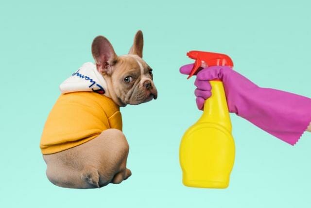squirting water using a spray bottle to a dog's anus