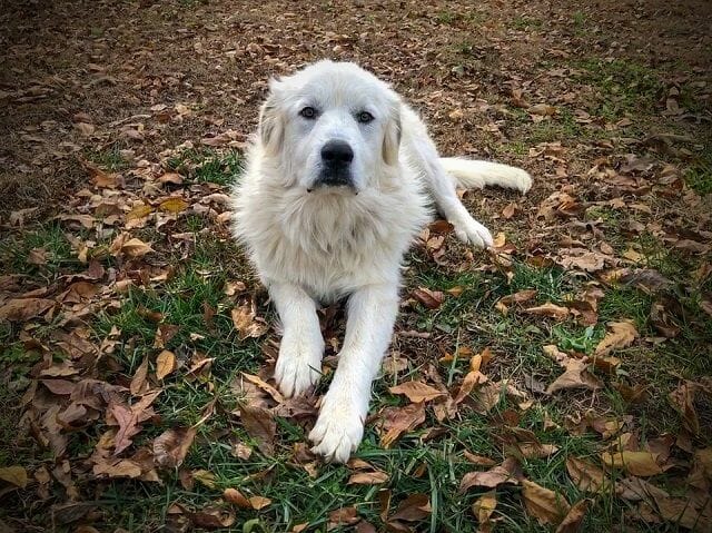 the great pyrenees