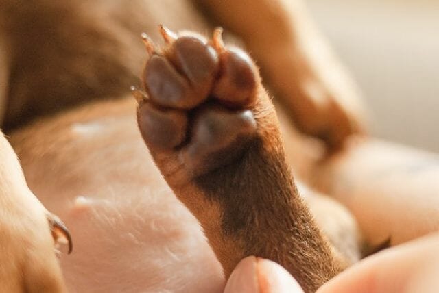 tips for dog toenail maintenance