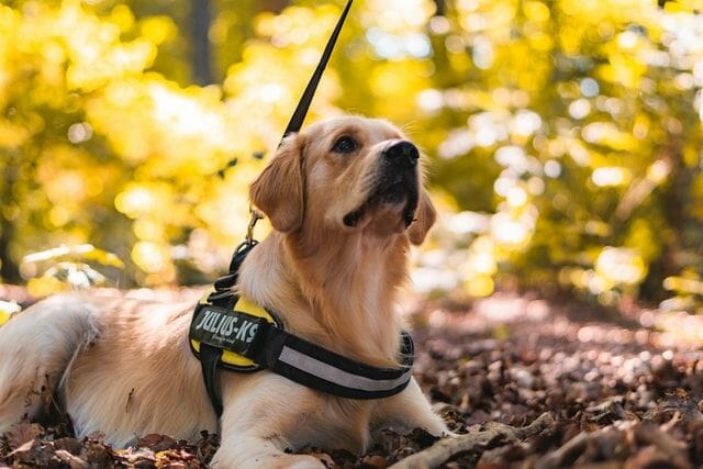where to get a service dog