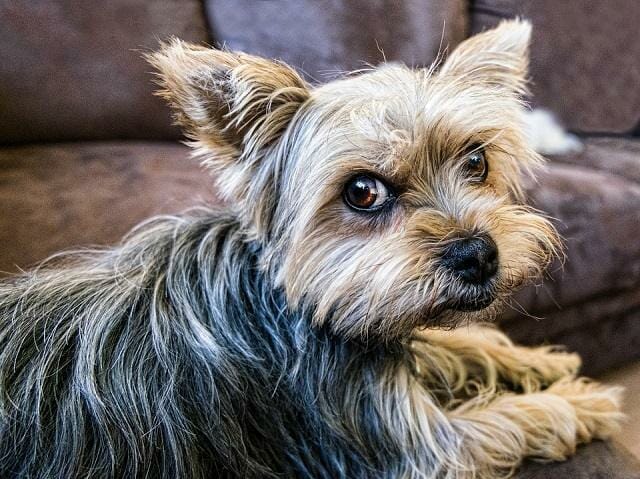 what affects the cost of a yorkie
