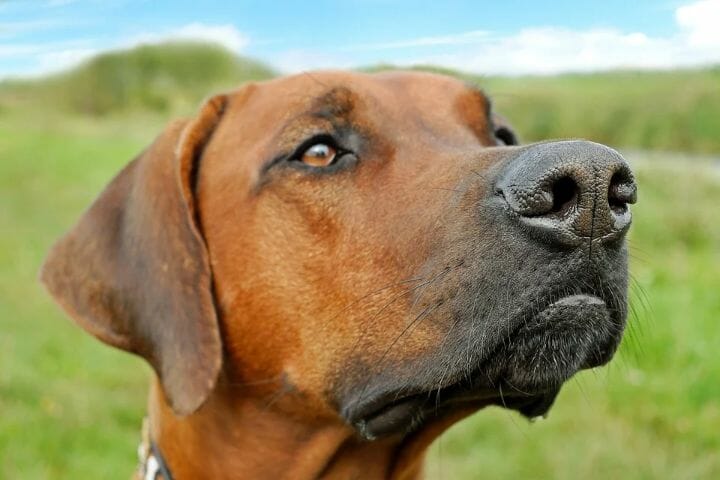 what causes a runny nose in dogs