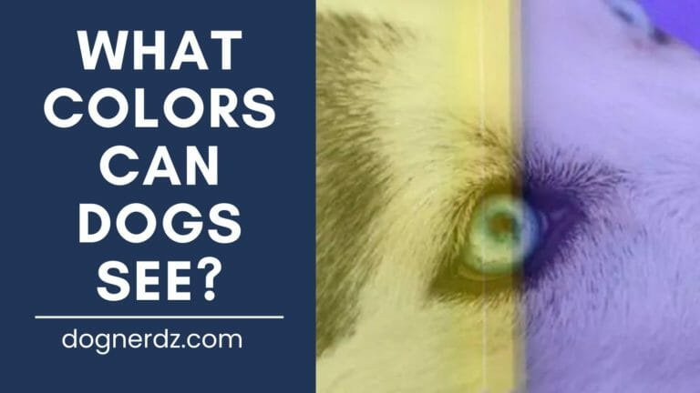 What Colors Can Dogs See?