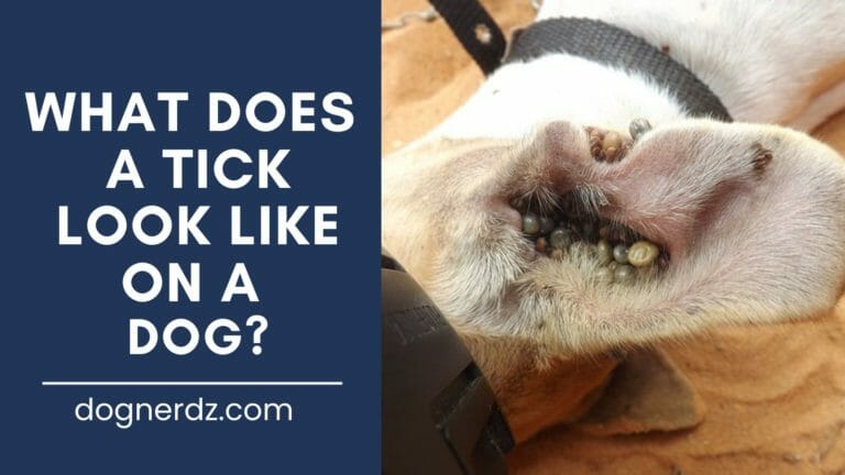 What Does a Tick Look Like on a Dog?