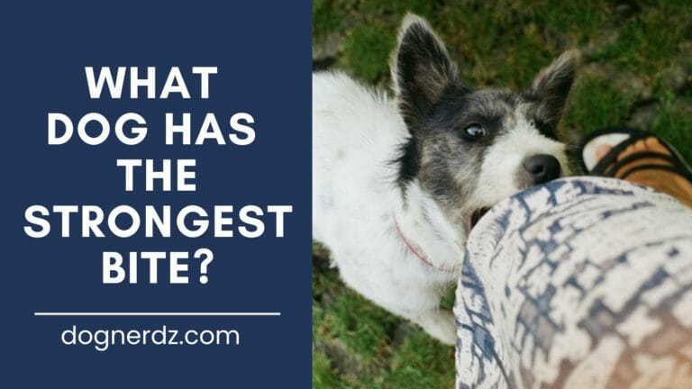 What Dog Has the Strongest Bite?