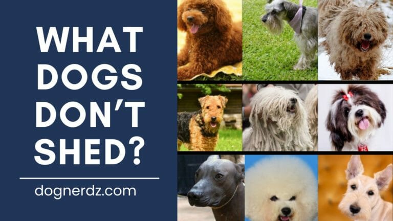 What Dogs Don’t Shed?