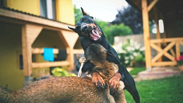 ideal environment for a doberman is a large play-field
