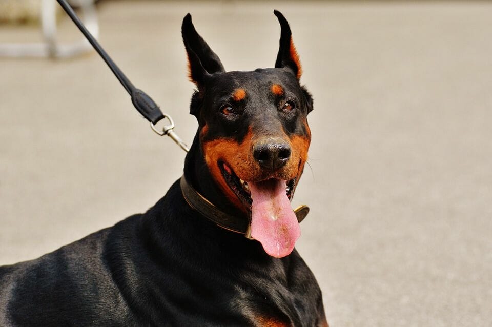 what is a doberman