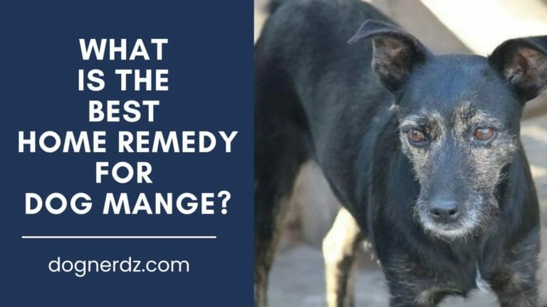 What Is the Best Home Remedy for Dog Mange?