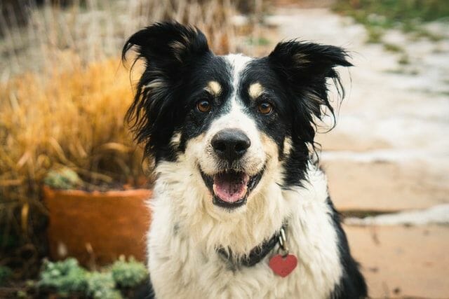 what is the average life span of border collies