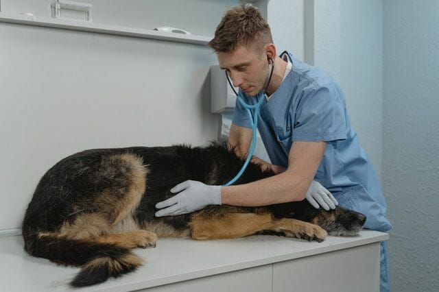 german shepherd vet check up