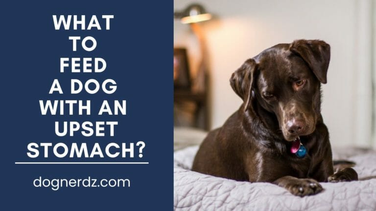 What to Feed a Dog With an Upset Stomach?
