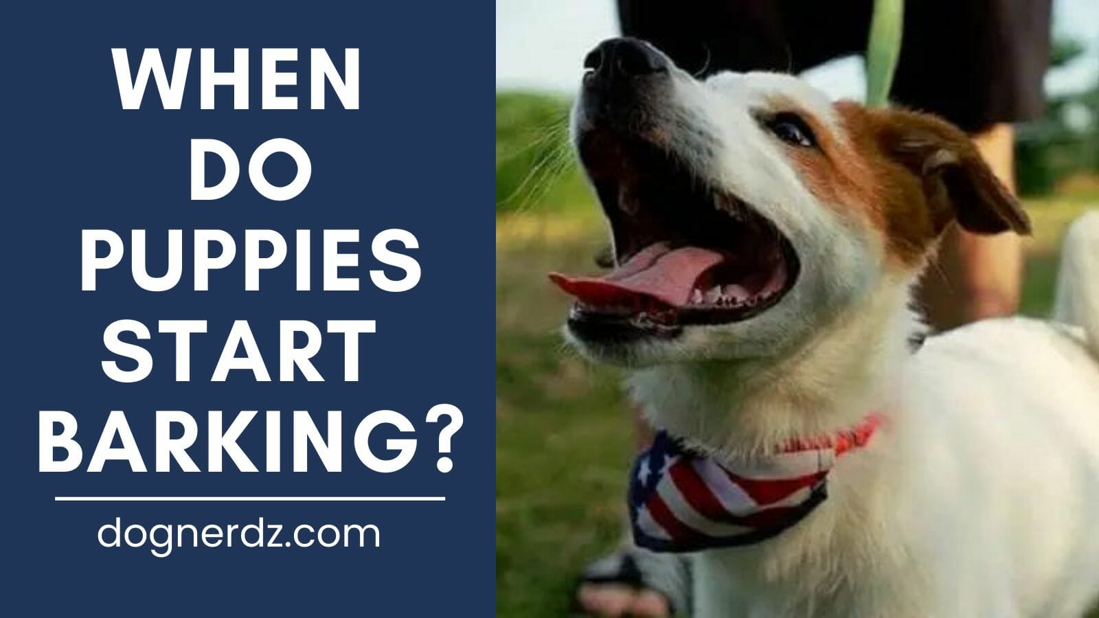 When Do Puppies Start Barking?