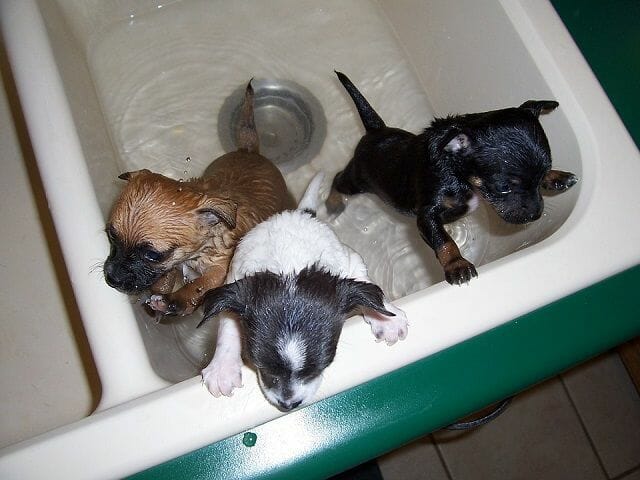 puppies having their baths